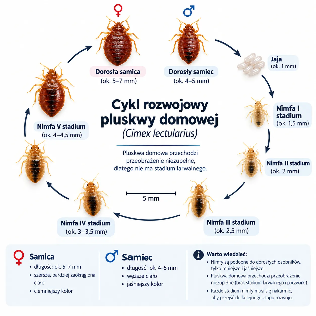 Infografika: cykl rozwojowy pluskwy domowej Cimex lectularius od jaja około 1 mm, przez pięć stadiów nimfy od 1,5 do 4,5 mm, do dorosłej samicy i samca
